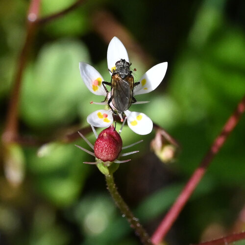 Micranthes stellaris (Hairy Kidney-wort)