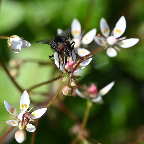 Micranthes stellaris (Hairy Kidney-wort)