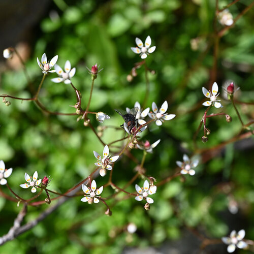 Micranthes stellaris (Hairy Kidney-wort)