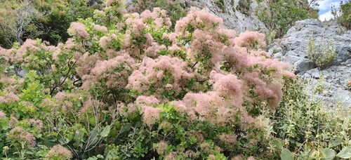 Cotinus coggygria (smoke tree, smoke bush) (alternate view 15)