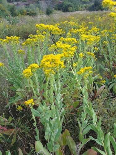 Solidago rigida (stiff-leaved goldenrod) (alternate view 2)