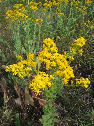 Solidago rigida (stiff-leaved goldenrod) (alternate view 3)