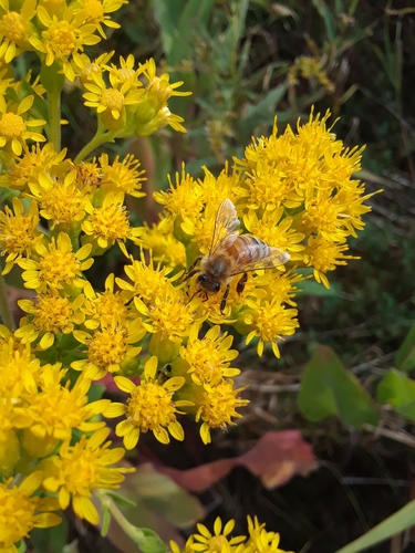 Solidago rigida (stiff-leaved goldenrod) (alternate view 4)
