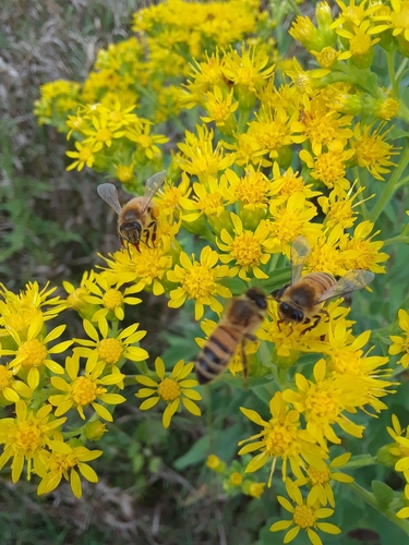 Solidago rigida (stiff-leaved goldenrod) (alternate view 5)