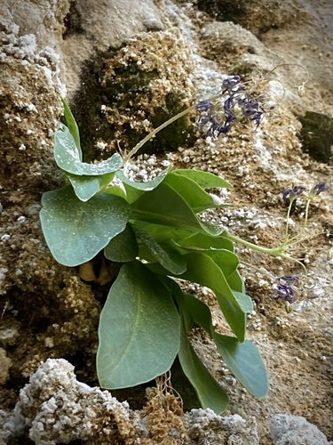 Primula pauciflora (dark-throated shooting star) (alternate view 2)