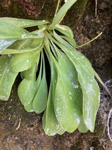 Primula pauciflora (dark-throated shooting star) (alternate view 3)