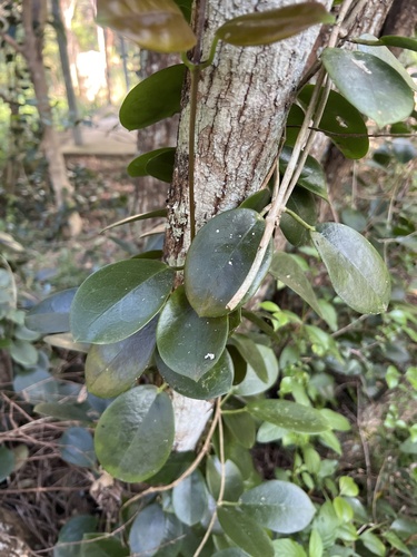 Hoya australis (common waxflower) (alternate view 2)