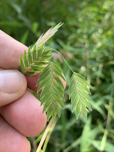 Chasmanthium latifolium (Northern Sea Oats)