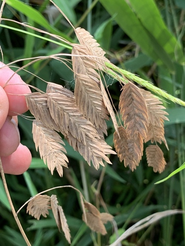 Chasmanthium latifolium (Northern Sea Oats)