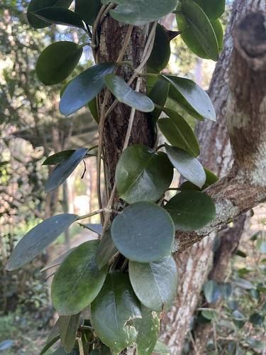 Hoya australis (common waxflower) (alternate view 3)