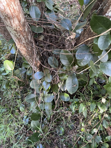 Hoya australis (common waxflower) (alternate view 4)