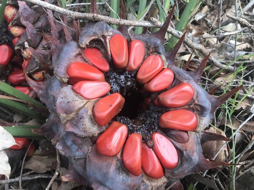 Macrozamia riedlei (Zamia Palm)
