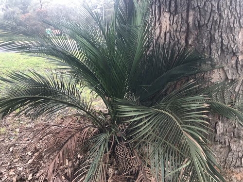 Macrozamia riedlei (Zamia Palm) (alternate view 3)