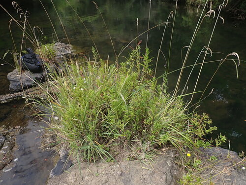 Symphyotrichum novi-belgii (New York aster)