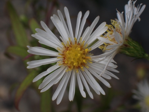 Symphyotrichum novi-belgii (New York aster)