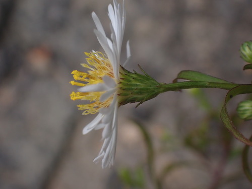 Symphyotrichum novi-belgii (New York aster)