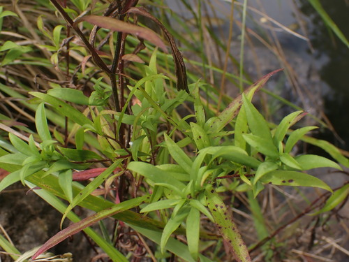 Symphyotrichum novi-belgii (New York aster)