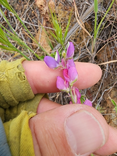 Lupinus hirsutissimus (Stinging Lupine) (alternate view 3)