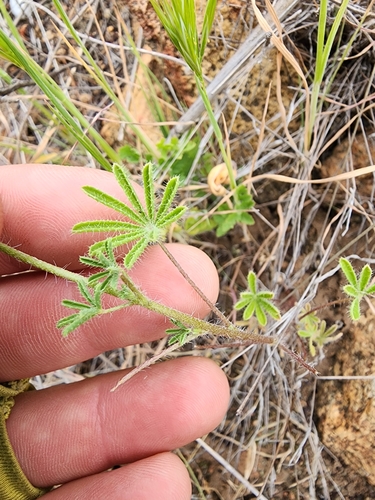Lupinus hirsutissimus (Stinging Lupine) (alternate view 4)