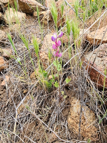 Lupinus hirsutissimus (Stinging Lupine) (alternate view 5)
