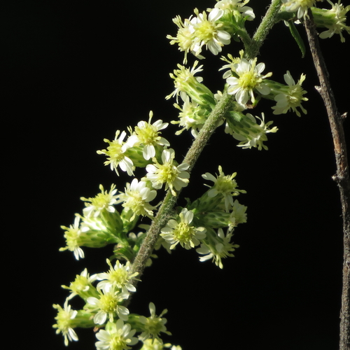 Solidago bicolor (silverrod) (alternate view 2)