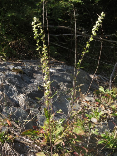 Solidago bicolor (silverrod) (alternate view 4)