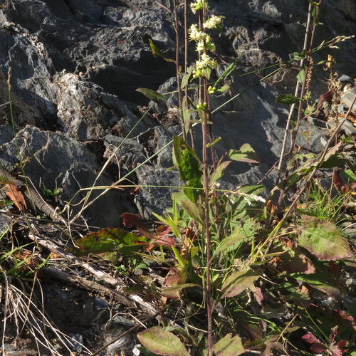 Solidago bicolor (silverrod) (alternate view 5)