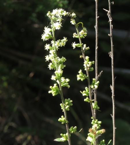 Solidago bicolor (silverrod) (alternate view 3)