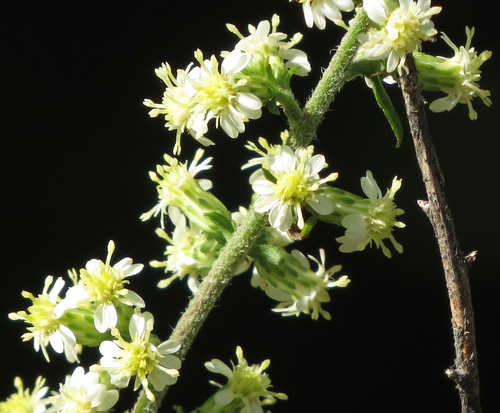Solidago bicolor (silverrod)