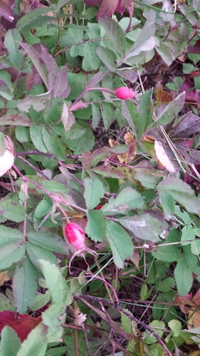 Rosa acicularis (Prickly Wild Rose) (alternate view 2)