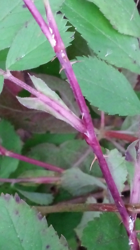 Rosa acicularis (Prickly Wild Rose) (alternate view 3)