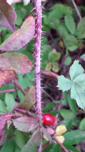 Rosa acicularis (Prickly Wild Rose) (alternate view 4)