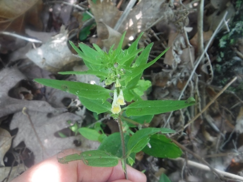 Melampyrum lineare (narrowleaf cow wheat)