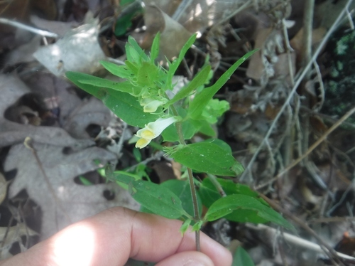 Melampyrum lineare (narrowleaf cow wheat) (alternate view 2)
