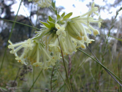 Pimelea octophylla (Woolly Rice-flower)