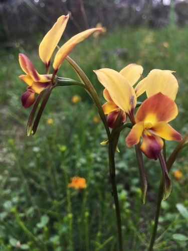 Diuris orientis (Wallflower orchid) (alternate view 7)