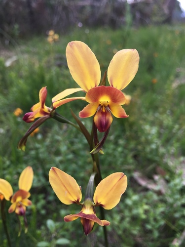 Diuris orientis (Wallflower orchid) (alternate view 5)