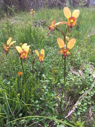Diuris orientis (Wallflower orchid) (alternate view 6)