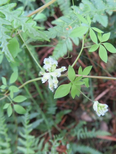 Ceratocapnos claviculata (Climbing Corydalis)