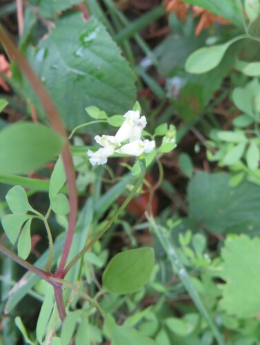 Ceratocapnos claviculata (Climbing Corydalis)
