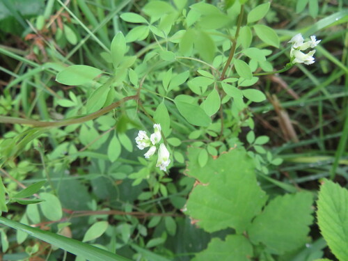 Ceratocapnos claviculata (Climbing Corydalis)