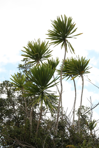 Dracaena reflexa (Song of India) (alternate view 4)