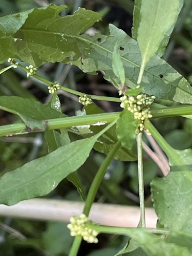 Rumex conglomeratus (Clustered Dock)