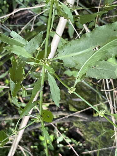 Rumex conglomeratus (Clustered Dock)