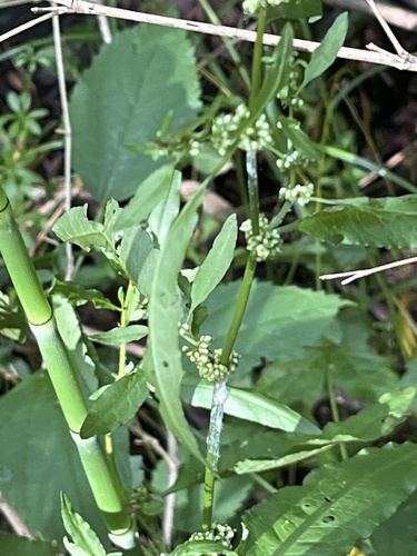 Rumex conglomeratus (Clustered Dock)