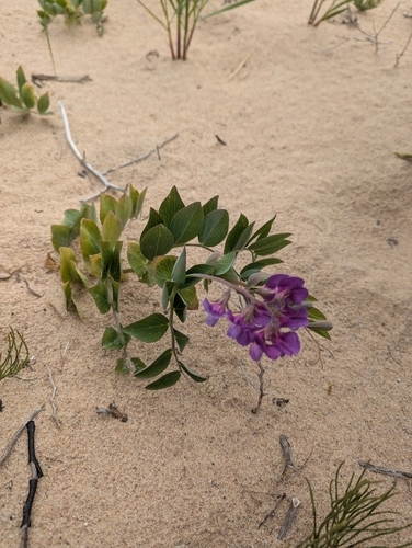 Lathyrus japonicus (seaside pea) (alternate view 7)