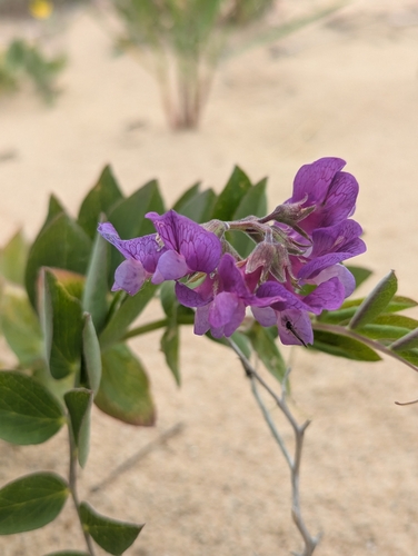 Lathyrus japonicus (seaside pea) (alternate view 8)