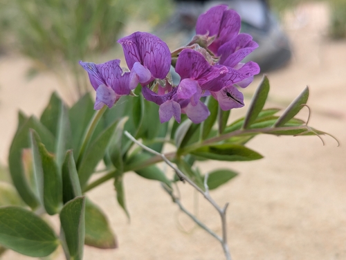 Lathyrus japonicus (seaside pea) (alternate view 9)