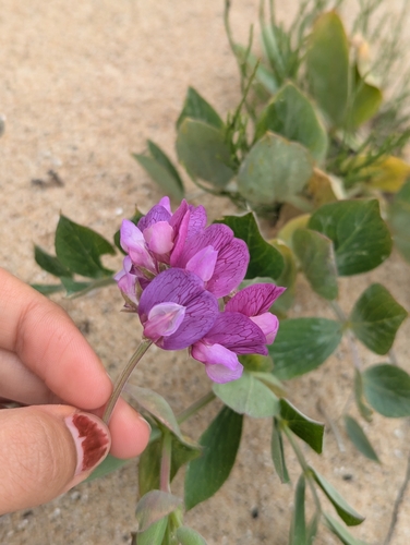 Lathyrus japonicus (seaside pea) (alternate view 10)