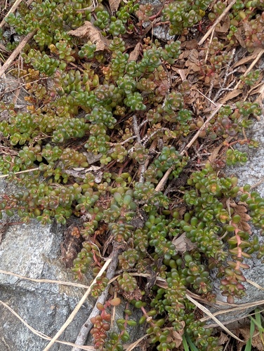 Sedum divergens (Spreading Stonecrop) (alternate view 5)